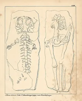 Schmidts: Diluvian human skeleton known as Homo diluvii
