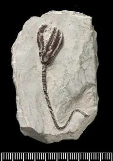 Silurian: Dimerocrinus, fossil crinoid