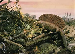 Dimetrodon: Dimetrodon
