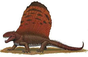 Dimetrodon: Dimetrodon, an apex predator during the Early Permian ?