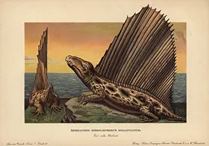 Dimetrodon: Dimetrodon dollovianus, predatory synapsid from the Permian