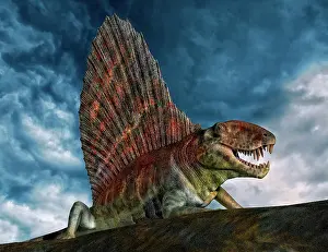 Dimetrodon: Dimetrodon was an extinct genus of synapsid from th Early ?