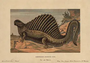 Dimetrodon: Dimetrodon, extinct predatory synapsid genus of the Permian