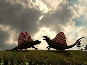 Dimetrodon: Dimetrodon fight over territory