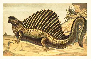 Tiere Der Urwelt: Dimetrodon limbatus with its distinctive neural