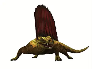 Dimetrodon: Dimetrodon reptile, front view