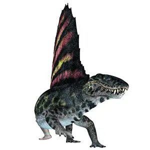 Synapsid: Dimetrodon reptile, front view