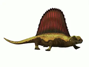 Dimetrodon: Dimetrodon reptile on white background