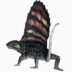 Synapsid: Dimetrodon reptile, white background