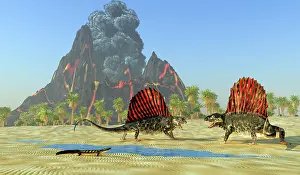 Defending: Two Dimetrodon reptiles fight over territory and