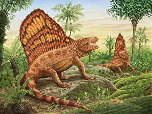 Dimetrodon: Dimetrodon's roaming a Permian forest