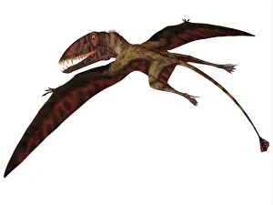 Dimorphodon: Dimorphodon flying pterosaur