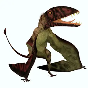 Dimorphodon: Dimorphodon flying pterosaur
