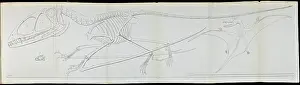 Buckland: Dimorphodon macronyx