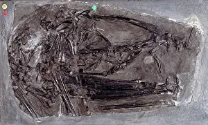 Dimorphodon: Dimorphodon macronyx
