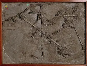 Anning: Dimorphodon macronyx
