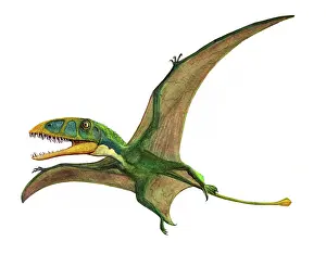 Dimorphodon: Dimorphodon macronyx, a prehistoric era pterosaur