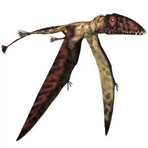 Dimorphodon: Dimorphodon pterosaur, white background