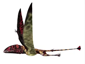 Dimorphodon: Dimorphodon reptile, side profile