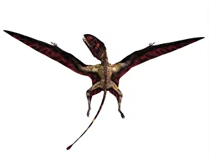 Dimorphodon: Dimorphodon reptile, rear view