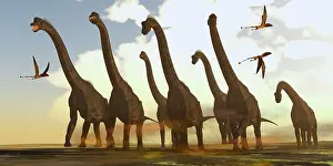 Dimorphodon: Dimorphodon reptiles fly past a herd of Brachiosaurus