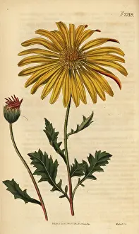 Calendula: Dimorphotheca chrysanthemifolia