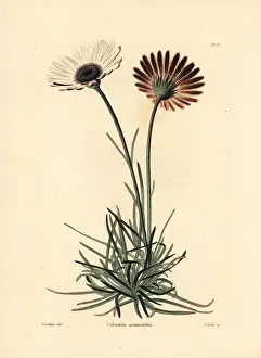 Calendula: Dimorphotheca nudicaulis var. graminifolia