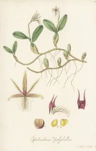 Slave Trade: Dinema polybulbon orchid