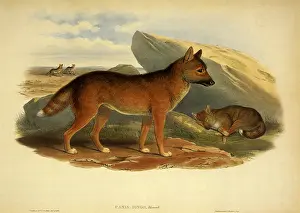 Pens: Dingo, Canis familiaris