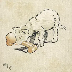 Dingo: Dingo Puppy Aldin