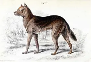 Dingo: DINGO (SMITH)