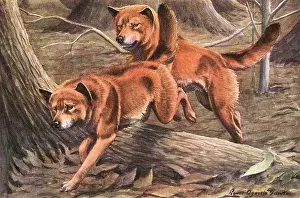 Leaps: Dingoes