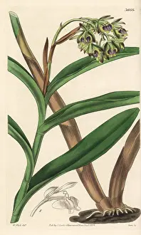 Dingy: Dingy epidendrum orchid, Epidendrum anceps