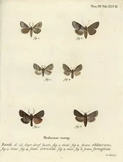 Dusky: Dingy shell, dusky marbled brown and brown rustic
