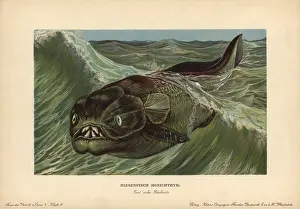 Reichardt: Dinichthys, extinct genus of placoderms, armored