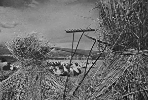 Lcgr1507: Dinner time during the harvest season on a Communist