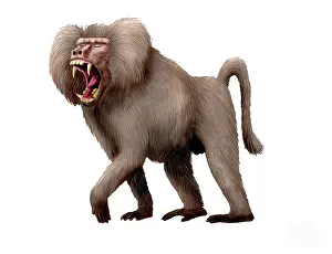 Mane: Dinopithecus ingens, Pliocene of South Africa