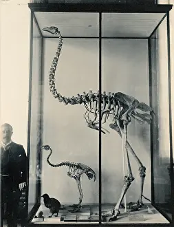 Emeidae: Dinoris sp. moa skeletons