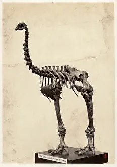 Emeidae: Dinornis elephantopus, heavy-footed moa