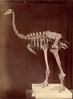 Emeidae: Dinornis elephantopus, heavy-footed moa