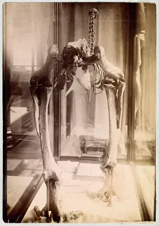 Footed: Dinornis elephantopus, heavy-footed moa