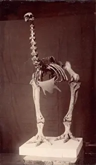 Footed: Dinornis elephantopus, heavy-footed moa