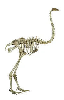 Footed: Dinornis elephantopus, heavy-footed moa