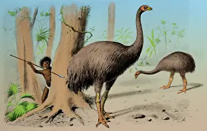 Extinction: Dinornis, Giant Moa, Cenozoic Bird