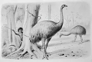 Zealander: Dinornis Giganteus