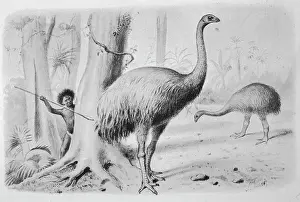 Giganteus: Dinornis Giganteus