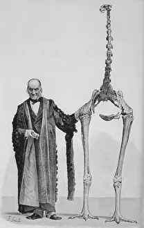 Dinornis: Dinornis Maximus