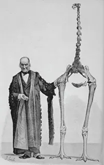 Dinornis: Dinornis Maximus
