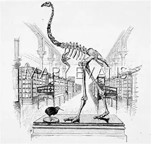 Dinornis: DINORNIS SKELETON