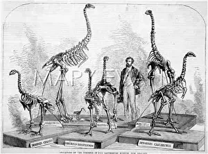 Dinornis: DINORNIS SKELETONS
